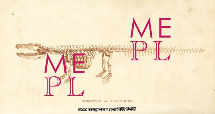 : Skeleton of a crocodile, Crocodylus niloticus : Skeleton of a crocodile, Crocodylus niloticus