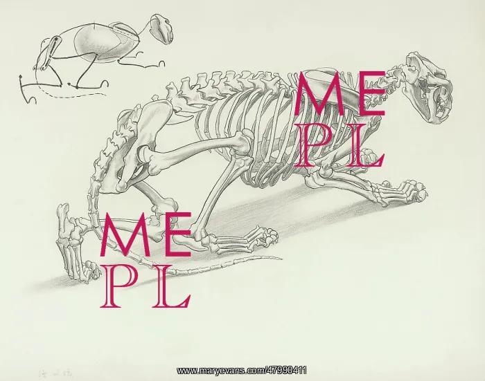  : Skeleton of Crouching Lion