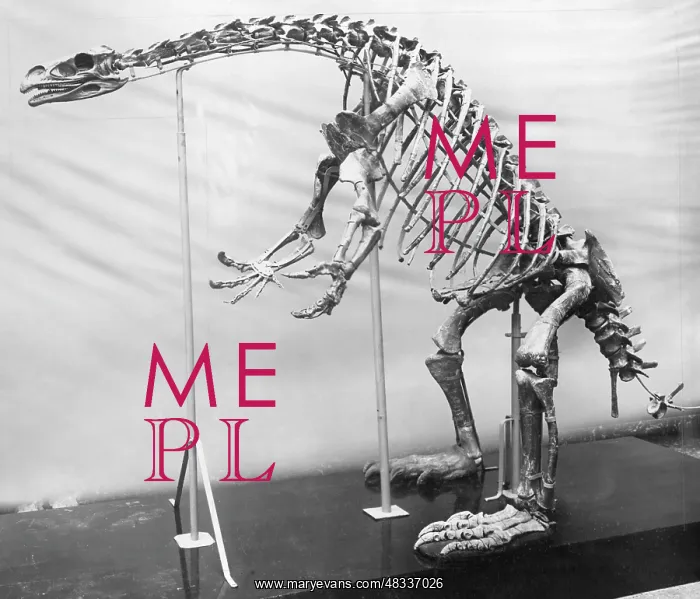 : Skeleton of a dinosaur, 1911 : Skeleton of a dinosaur, 1911