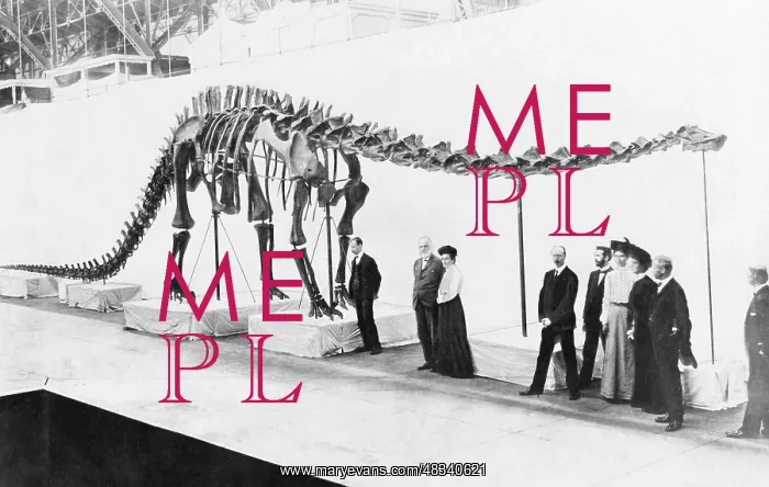 : Skeleton of a Diplodosaurus, 1905 : Skeleton of a Diplodosaurus, 1905