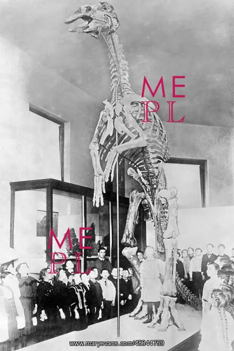 : Skeleton of a duck-billed dinosaur, 1931 : Skeleton of a duck-billed dinosaur, 1931