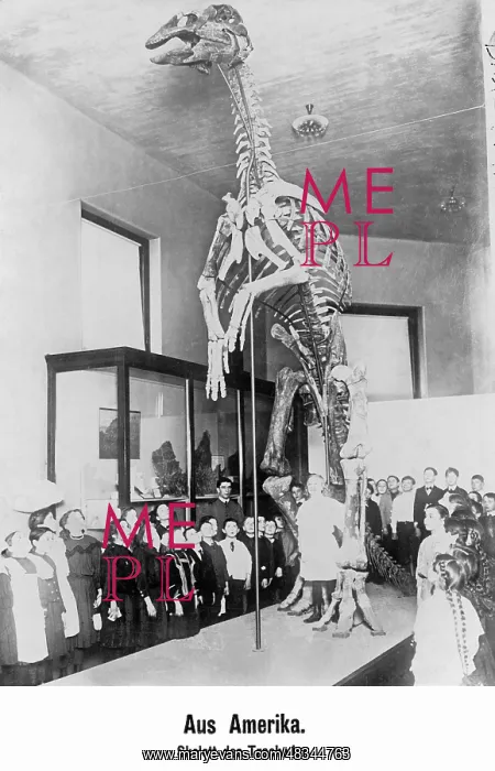 : Skeleton of a duck-billed dinosaur, 1931 : Skeleton of a duck-billed dinosaur, 1931
