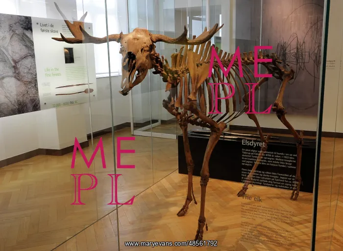 : Skeleton of an elk from Taderup. Denmark. Mesolithic : Skeleton of an elk from Taderup. Denmark. Mesolithic