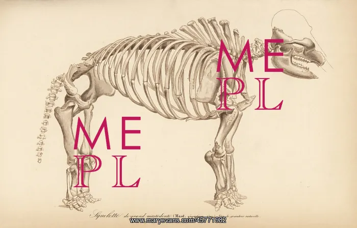 : Skeleton of an extinct great American mastodon : Skeleton of an extinct great American mastodon
