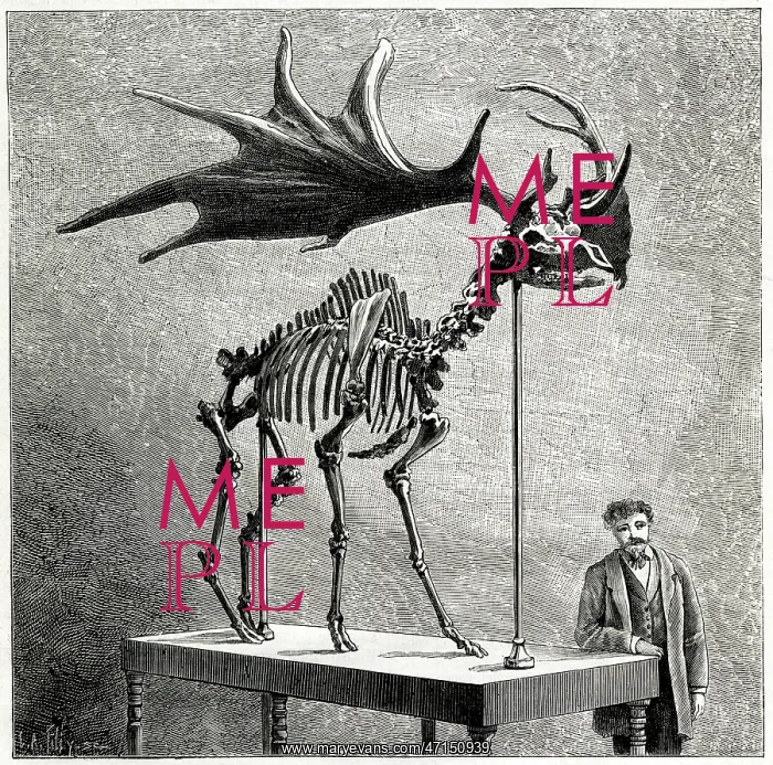 : Skeleton of an extinct Irish Elk : Skeleton of an extinct Irish Elk