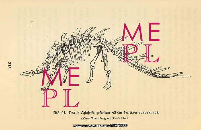 : Skeleton of an extinct Kentrosaurus aethiopicus : Skeleton of an extinct Kentrosaurus aethiopicus