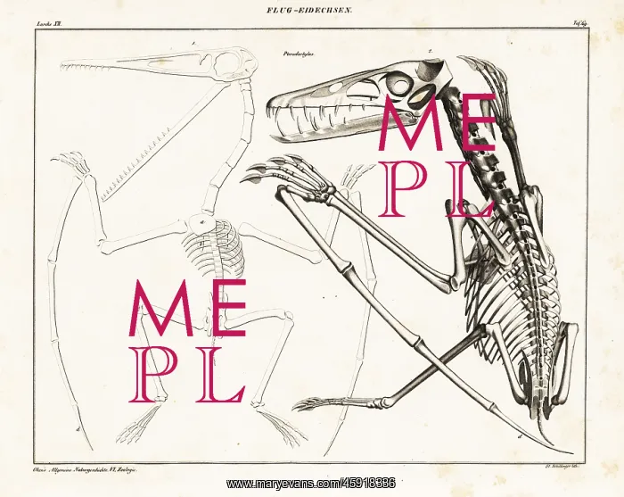 : Skeleton of an extinct pterodactyl, Pterodactylus : Skeleton of an extinct pterodactyl, Pterodactylus