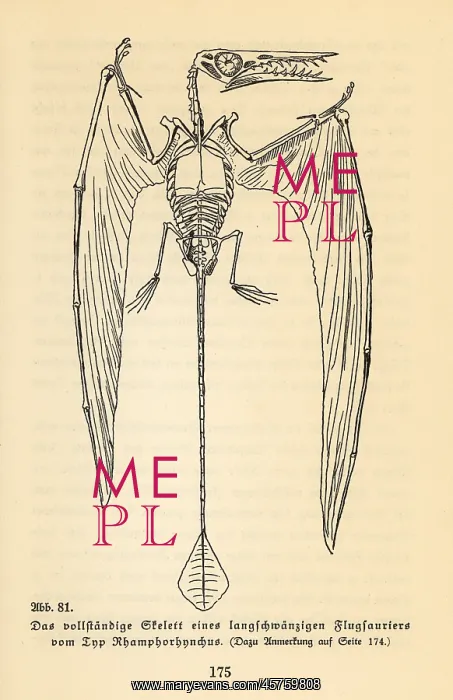 : Skeleton of an extinct Rhamphorhynchus genus : Skeleton of an extinct Rhamphorhynchus genus