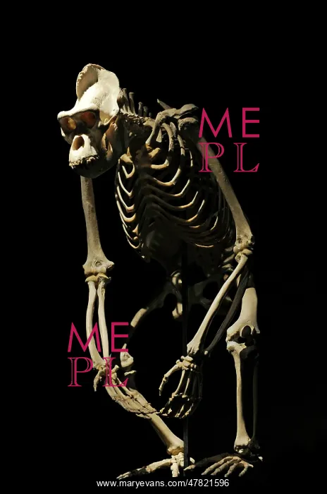 : Skeleton of a gorilla. Natural History Museum, Berlin : Skeleton of a gorilla. Natural History Museum, Berlin