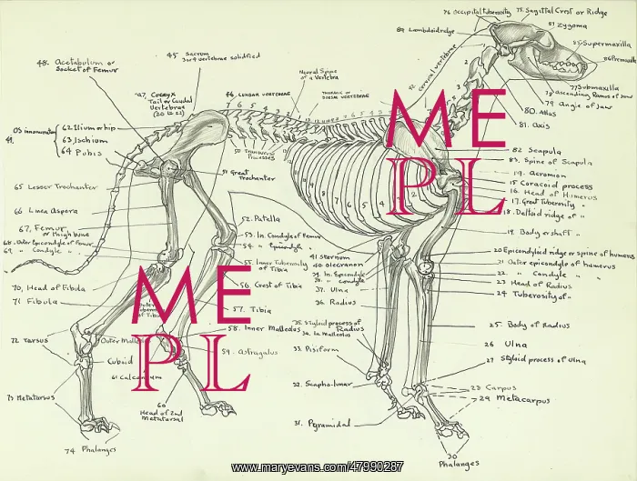 : Skeleton of a greyhound : Skeleton of a greyhound