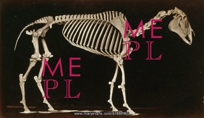 : Skeleton of horse. Standing : Skeleton of horse. Standing