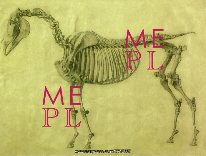  : Skeleton of a Horse, by Stubbs