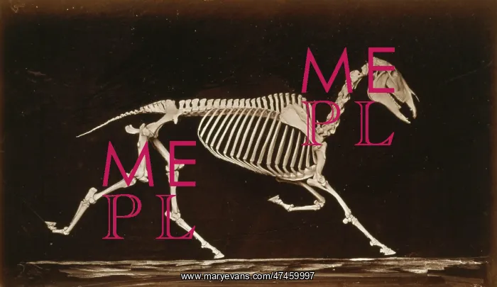 : Skeleton of horse. Trotting. Nearing the ground : Skeleton of horse. Trotting. Nearing the ground