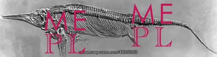 : Skeleton of an ichthyosaur, 1937 : Skeleton of an ichthyosaur, 1937