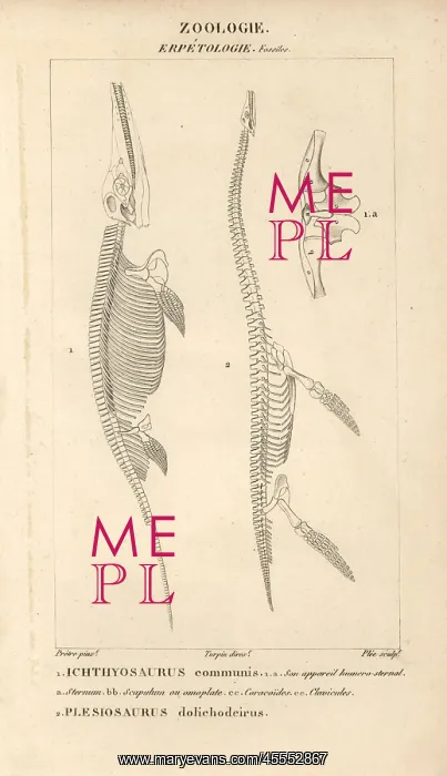 : Skeleton of Ichthyosaurus communis (fish lizard) : Skeleton of Ichthyosaurus communis (fish lizard)