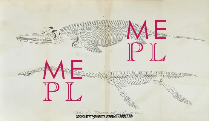 : Skeleton of Ichthyosaurus and Plesiosaurus : Skeleton of Ichthyosaurus and Plesiosaurus