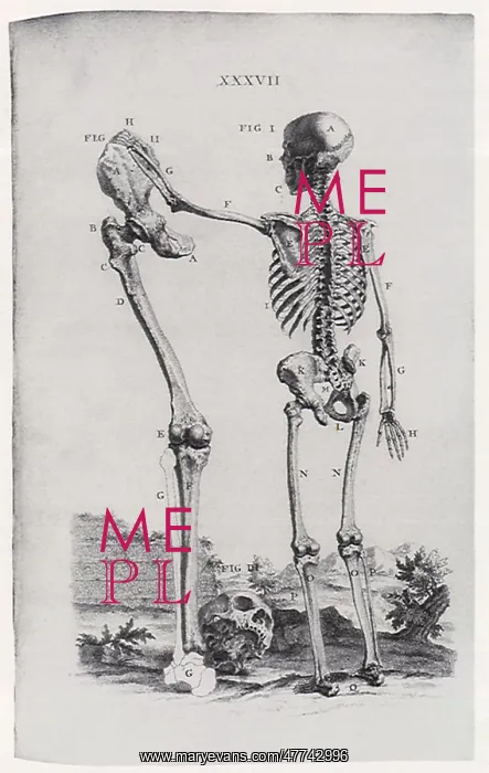  : Skeleton and Large Limb Bone
