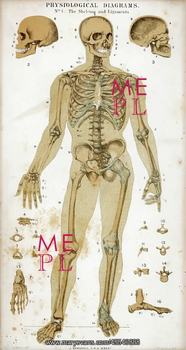 : Skeleton and Ligaments : Skeleton and Ligaments