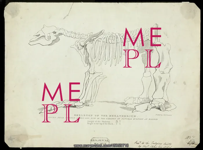 : Skeleton of a Megatherium : Skeleton of a Megatherium