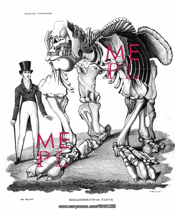 : Skeleton of Megatherium, extinct giant ground : Skeleton of Megatherium, extinct giant ground