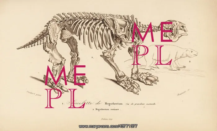 : Skeleton of a megatherium, extinct giant ground sloth : Skeleton of a megatherium, extinct giant ground sloth