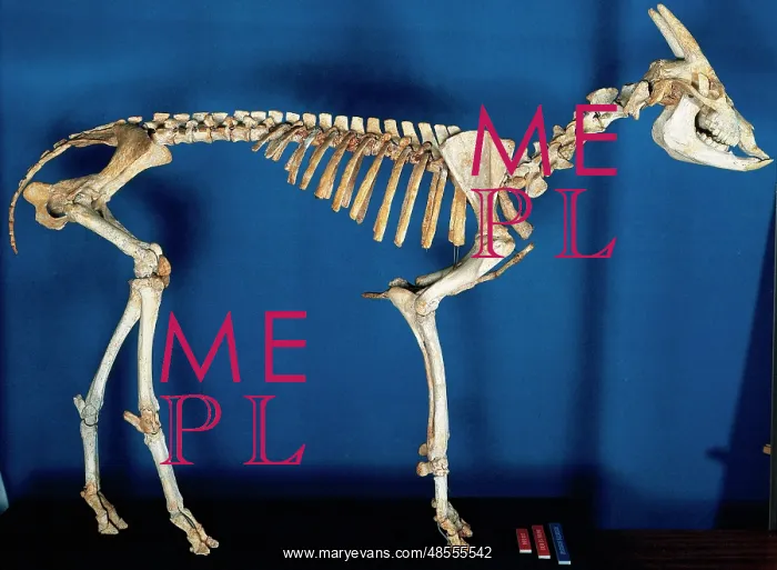 : Skeleton of Myotragus balearicus. Spain : Skeleton of Myotragus balearicus. Spain