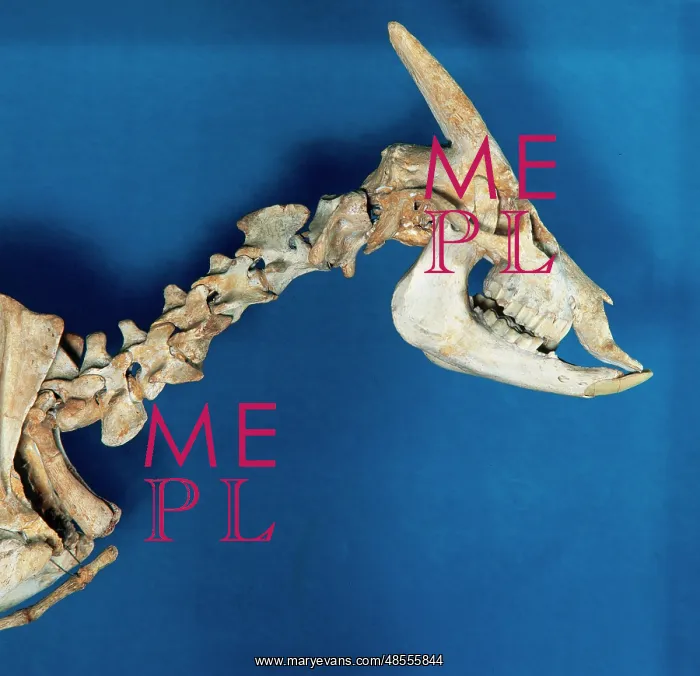 : Skeleton of Myotragus balearicus. Spain : Skeleton of Myotragus balearicus. Spain