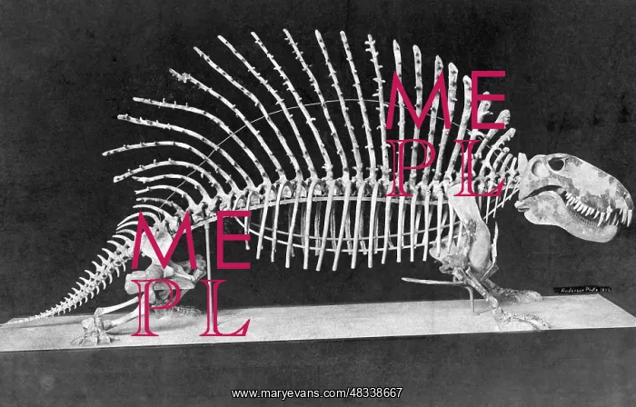 : Skeleton of a Naosaurus, 1908 : Skeleton of a Naosaurus, 1908