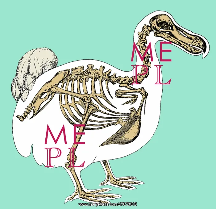 : Skeleton and Outline of Dodo Bird : Skeleton and Outline of Dodo Bird