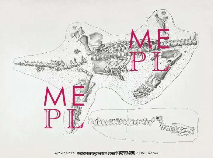 : Skeleton of a Plesiosaur from Lyme Regis : Skeleton of a Plesiosaur from Lyme Regis