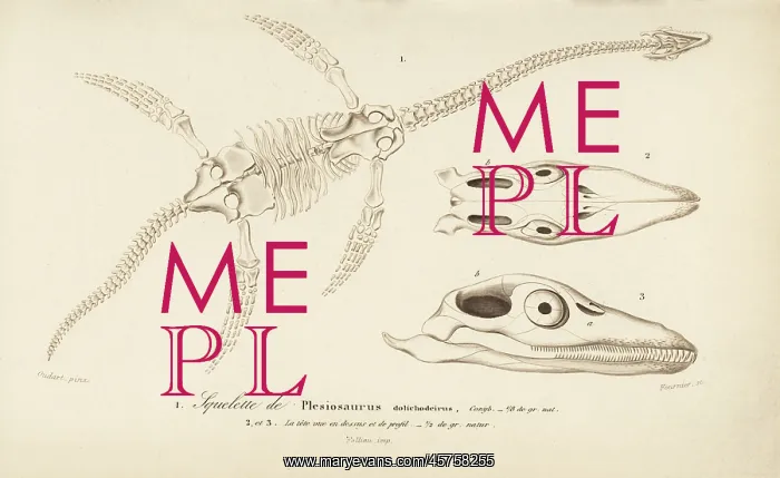: Skeleton of a Plesiosaurus dolichodeirus : Skeleton of a Plesiosaurus dolichodeirus