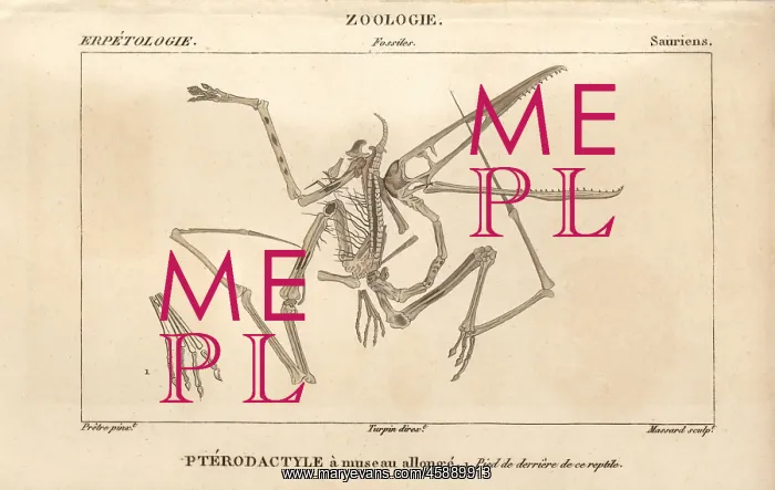 : Skeleton of a Pterodactylus, an extinct carnivorous : Skeleton of a Pterodactylus, an extinct carnivorous