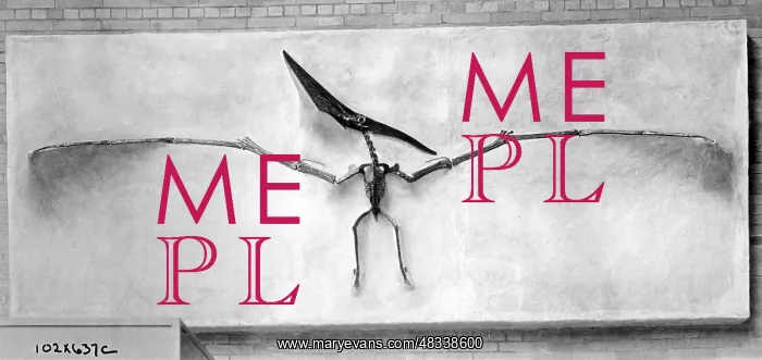 : Skeleton of a pterosaur, 1926 : Skeleton of a pterosaur, 1926