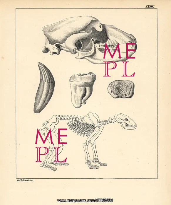 : Skeleton, skull and tooth of the cave bear, Ursus spelaeus : Skeleton, skull and tooth of the cave bear, Ursus spelaeus