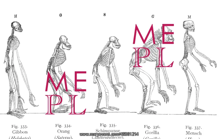 : Skeletons of Anthropoids and Human : Skeletons of Anthropoids and Human