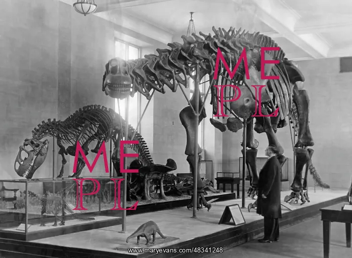 : Skeletons of dinosaurs, 1906 : Skeletons of dinosaurs, 1906