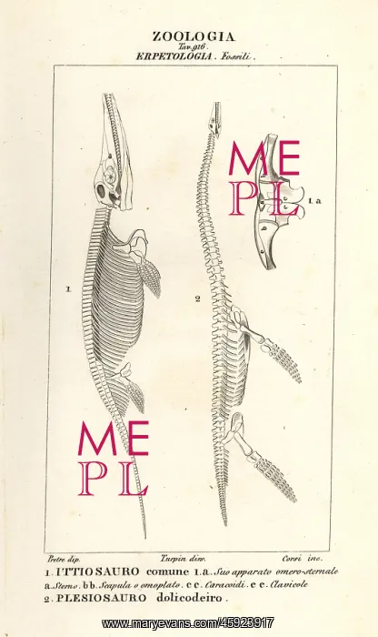 : Skeletons of extinct dinosaurs Ichthyosaurus and : Skeletons of extinct dinosaurs Ichthyosaurus and