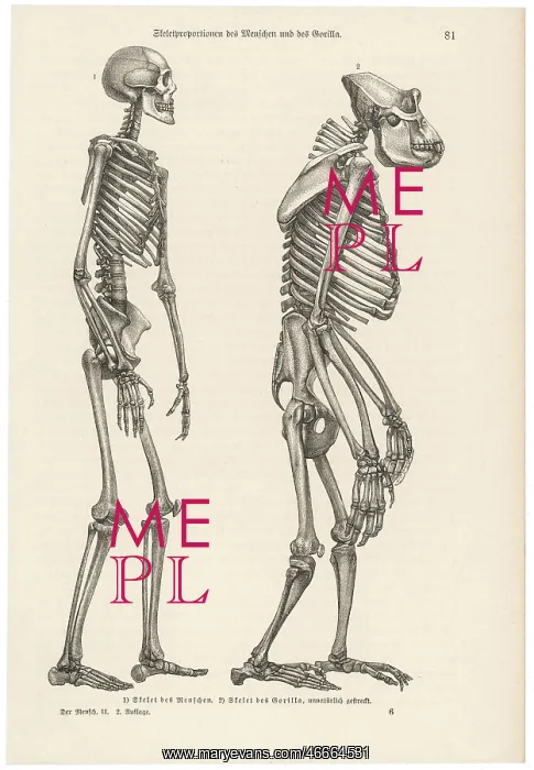 : Two skeletons, human and gorilla : Two skeletons, human and gorilla