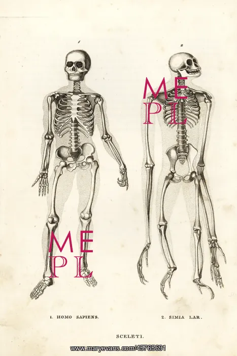 : Skeletons of man and ape : Skeletons of man and ape