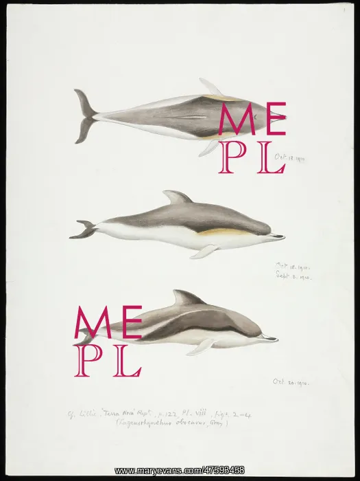 : Sketch of Dolphins by Edward Wilson : Sketch of Dolphins by Edward Wilson