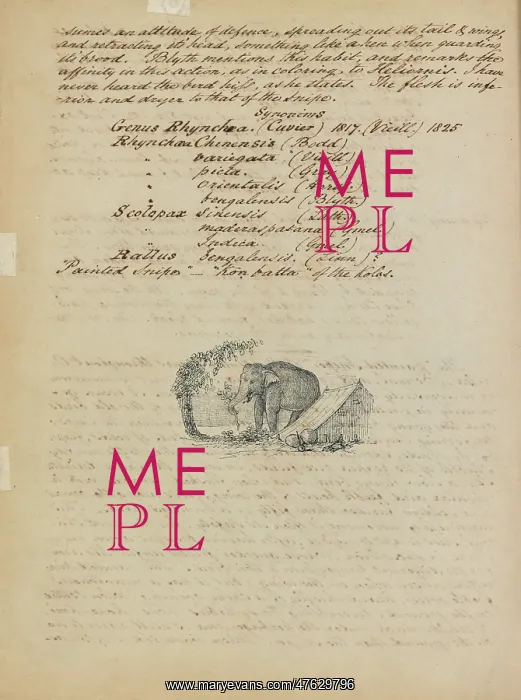 : Sketch of an elephant, with descriptive notes : Sketch of an elephant, with descriptive notes