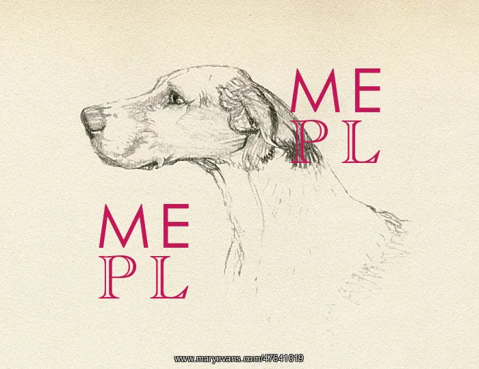 : Sketch of a hound's head in profile : Sketch of a hound's head in profile