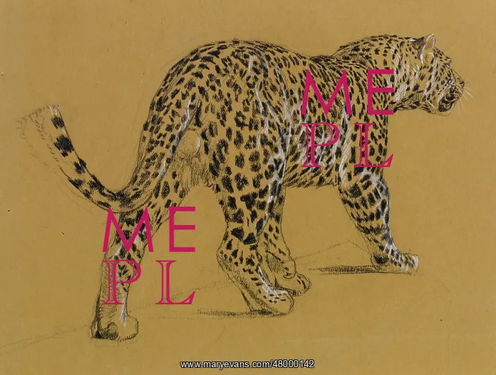  : Sketch of a leopard