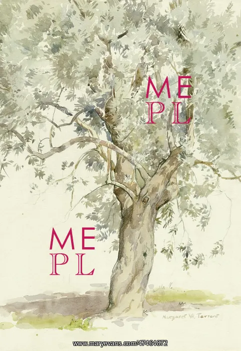  : Sketch of an Olive Tree