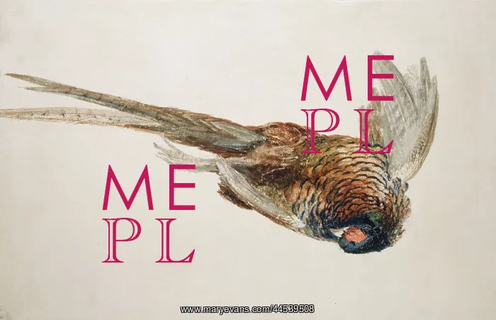 : Sketch of a Pheasant : Sketch of a Pheasant