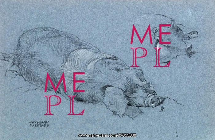  : Sketch of a sleeping pig