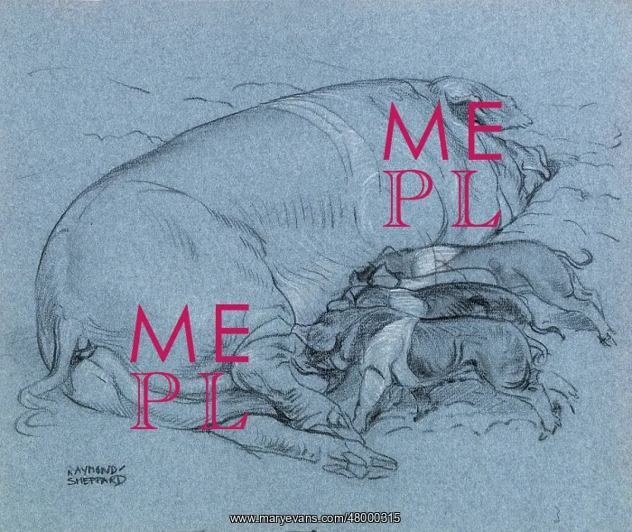  : Sketch of a sow with piglets feeding