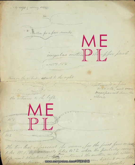 : Sketch of Tradescantia by Robert Brown (part two) : Sketch of Tradescantia by Robert Brown (part two)