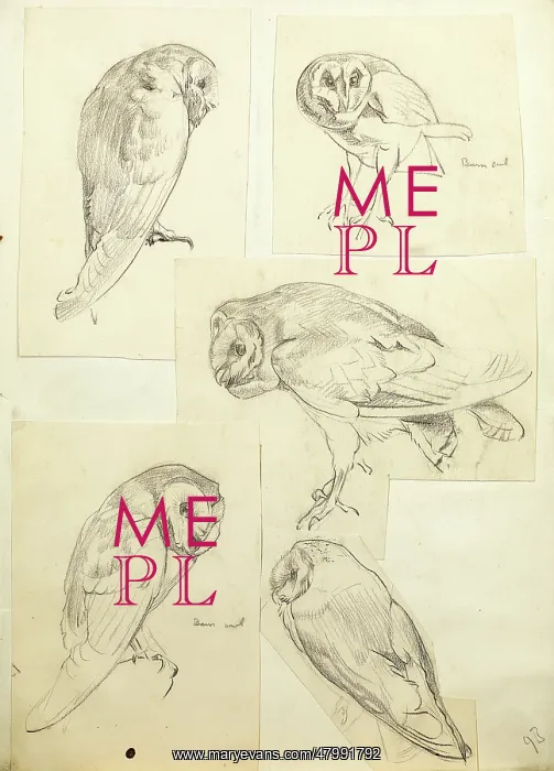  : Sketches of a barn owl