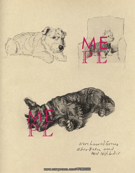 : Sketches by Cecil Aldin, Just Among Friends : Sketches by Cecil Aldin, Just Among Friends